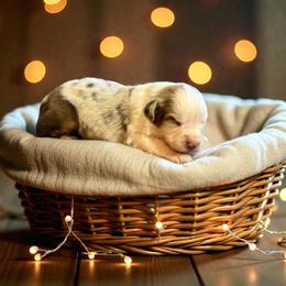 Ivory - Red merle female Australian Shepherd puppy in Statesville, North Carolina from Charming Australian Shepherds