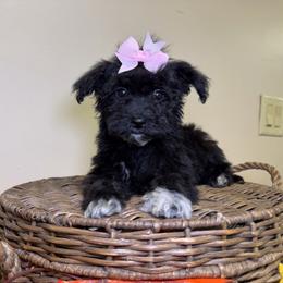 Tater Tot - Black female Goldendoodle puppy in Woodburn, Indiana from Lengachers Cuddly Doods