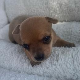 Dallas - Red female Chihuahua puppy in Scranton, South Carolina from The Magnolia Pawlor, LLC