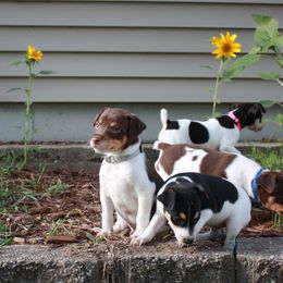 Rat Terriers from Gun River Terriers