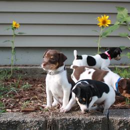 Rat Terriers from Gun River Terriers