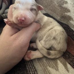 Boy 4 - Red merle male Border Collie puppy in Wasilla, Alaska from Double J & L Ranch Border Collies