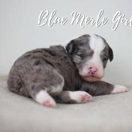Blue Merle Girl - Blue merle female Aussiedoodle puppy in Plain City, Utah from Myers Desert Doodles