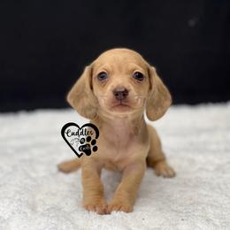 Sadie (SHORTHAIR) - Cream female Dachshund puppy in Nashville, Arkansas from Cuddles n Curls