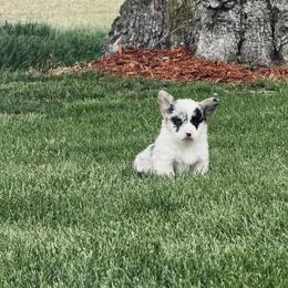 American Corgi, Dachshund, and Pembroke Welsh Corgi Puppies from Seven B Corgis & Doxies