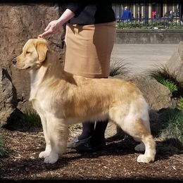 Paisley - Golden Retriever