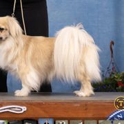 Tibetan Spaniel puppies from Embershine Tibetan Spaniels