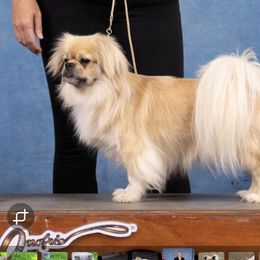 Tibetan Spaniel puppies from Embershine Tibetan Spaniels