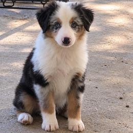 Sirius - Blue merle male Miniature Australian Shepherd puppy in Luling, Texas from Little Wood Toy and Mini Aussies