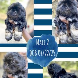 Male 2 - Black and tan male Shih Tzu puppy in Lufkin, Texas from Shih Tzu Knots