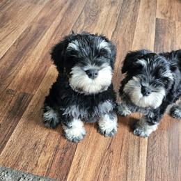 Miniature Schnauzer Puppies from Du Lac Miniature Schnauzers