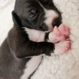 Brussels Griffon and Italian Greyhound Puppies from Adornare Kennels