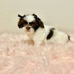 Shih Tzu Puppies from NC Stellar Puppies
