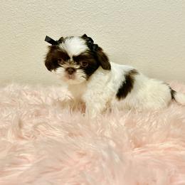 Shih Tzu Puppies from NC Stellar Puppies