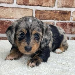Lucille - Dapple female Dachshund puppy in Industry, Illinois from KDKs Kennels