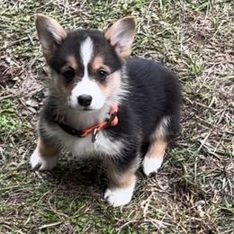 Pembroke Welsh Corgi Puppies from Promise Land Farm