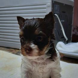 Raelyn - Chocolate, tan and white female Yorkshire Terrier puppy in Hartford City, Indiana from Dare to Dream Yorkies