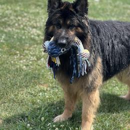 Remo - German Shepherd