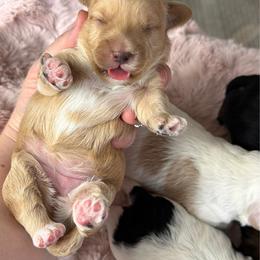 Honey bear - Cream female Havapoo puppy in Spokane, Washington from Havaluv Puppies