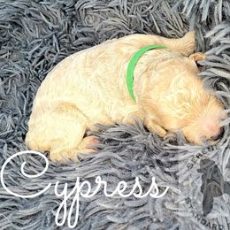 Poodle Puppies from Serene Arenas' Standard Poodles