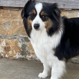 Australian Shepherds, Miniature American Shepherds, and Toy Australian Shepherds from OR Aussies