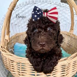 Bingo - Chocolate female Goldendoodle puppy in Taylorsville, Georgia from Sweet Southern Doodles