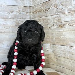 Felix - Black male Goldendoodle puppy in Litchfield, Connecticut from Gracie Doodles CT