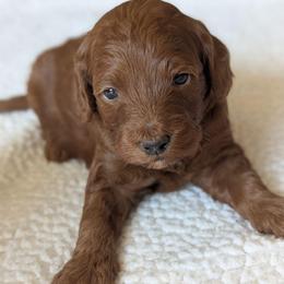 Yellow - Red  male Goldendoodle puppy in Connecticut from Valley View Doodles