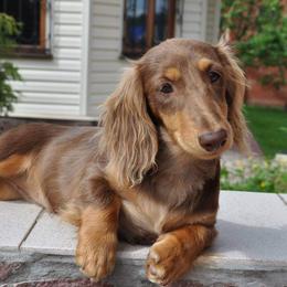 Isabelle (Izzy) - Dachshund
