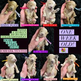 Aussiedoodle and Goldendoodle Puppies from Hot Springs Kennels