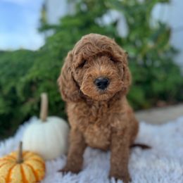 Jack o latern - Red  male Goldendoodle puppy in Oxford, Pennsylvania from FriendlyPals