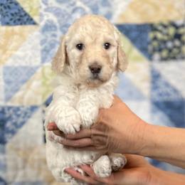 Magnolia - Cream female Goldendoodle puppy in Kansas City, Missouri from Beary GoldenDoodles