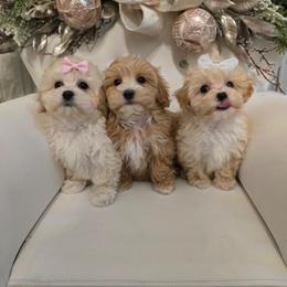 Spirit - Cream female Maltipoo puppy in Washington from Mt.BakerPoodles&Doodles
