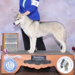 Siberian Huskies from Grove’s Siberian Huskies