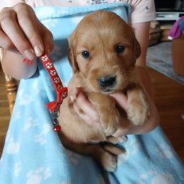 Red - Dark golden female Golden Retriever puppy in Lanesboro, Minnesota from Eagle Ridge Golden Retrievers
