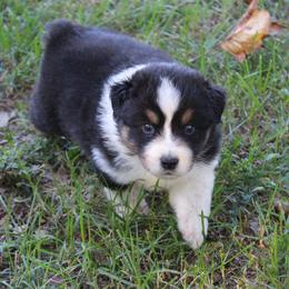 Benson - Black tri-color male Australian Shepherd puppy in Kansas, Oklahoma from Windy G Farm