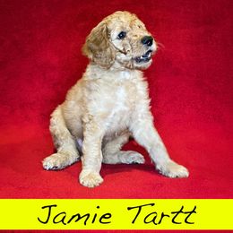 Jamie Tartt - Goldendoodle puppy in Boise, Idaho from Doodle Waggle