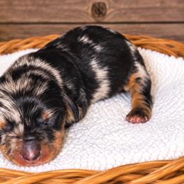 Patrick - Black and tan male Dachshund puppy in Warm Springs, Arkansas from Seven Hills Arkansas