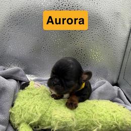 Enchanting Charlies Once Upon a Dream - Black and tan female English Toy Spaniel puppy in Pennsylvania from Enchanting Charlies