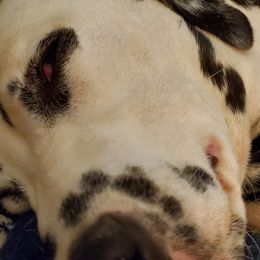 Dalmatians from Jemster Kennels