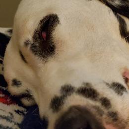Dalmatians from Jemster Kennels
