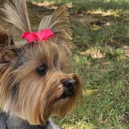 Lana - Yorkshire Terrier