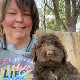 Lagotto Romagnolo Puppies from Fino Lagotto