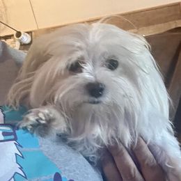 JoJo - Maltese