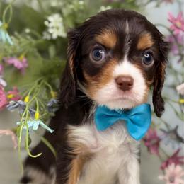Ramen boy - Tri-color male Cavalier King Charles Spaniel puppy in Yuciapa, California from AlltheDoodlez_