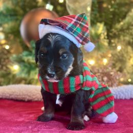 Boy 6 - Tri-color male Bernedoodle puppy in Royse City, Texas from Platinum Bernedoodles of Texas