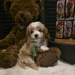 Green collar boy ( 1.3 lbs ) - Cream male Goldendoodle puppy in Bristol, Tennessee from 4goldendoodles