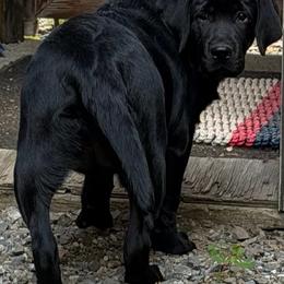 Tulip - Black female Labrador Retriever puppy in Hartland, Vermont from Enlightened Labs