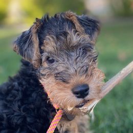 Welsh Terriers from Carroway Kennels