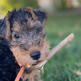 Welsh Terriers from Carroway Kennels